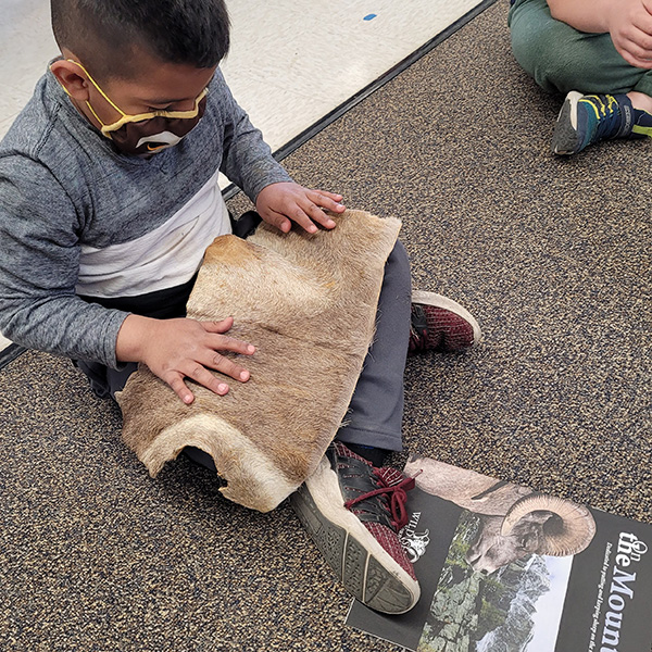 Young boy learning about wild sheep and their fur